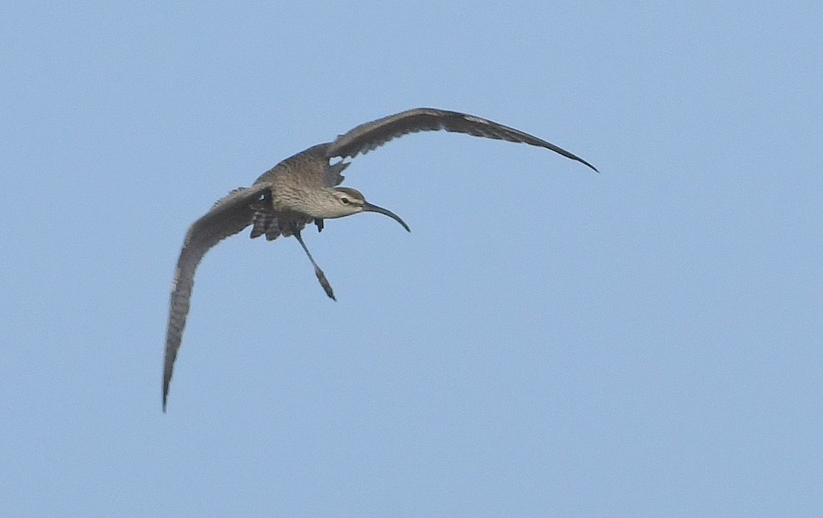 Eurasian Whimbrel (Siberian) - ML644632004