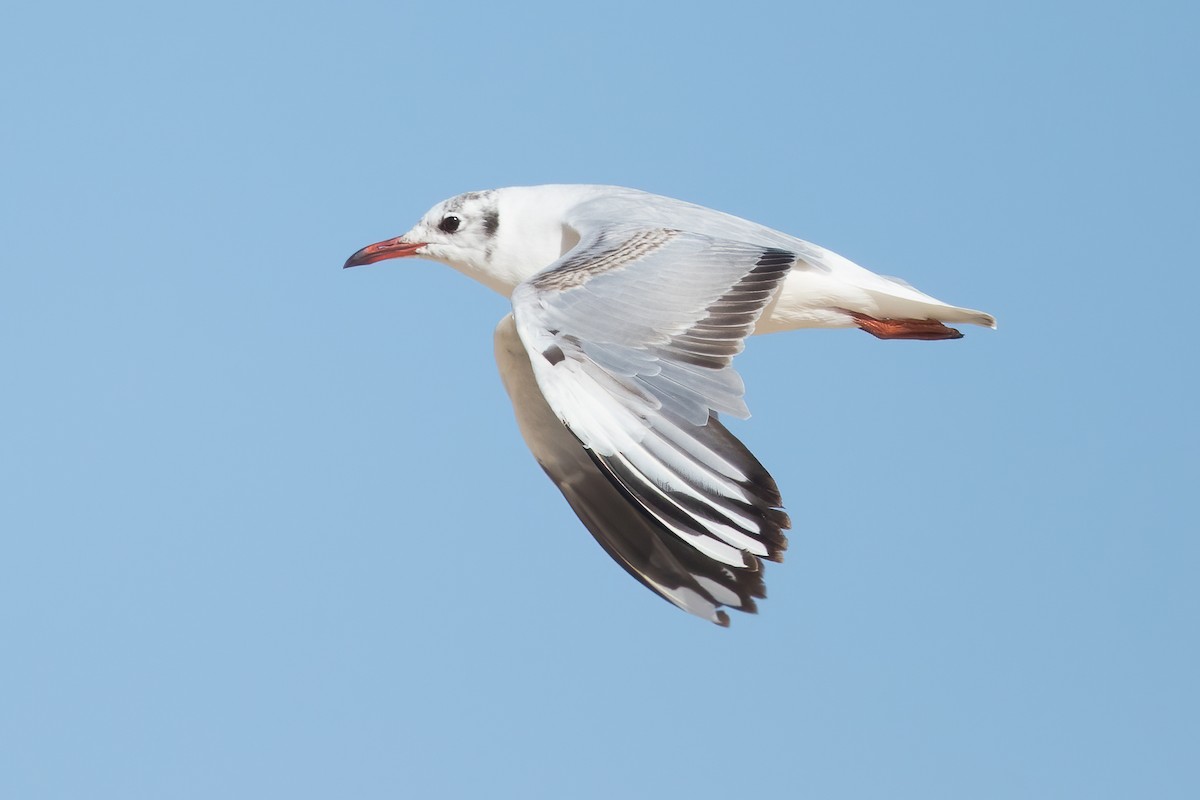 Brown-hooded Gull - ML644632008