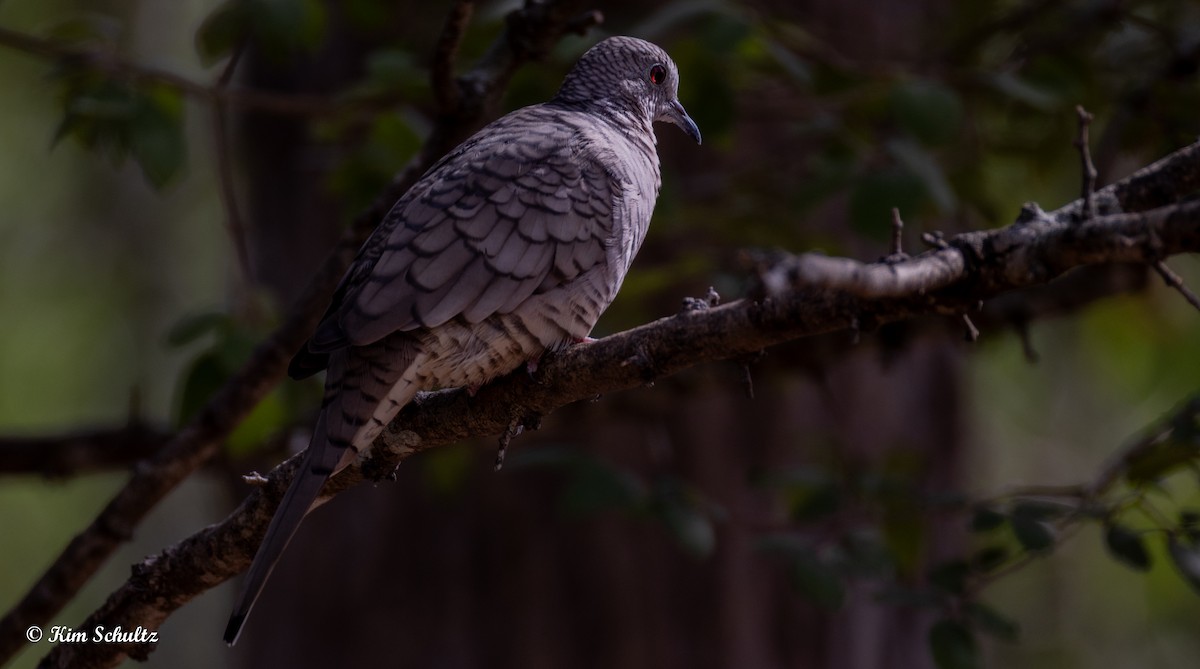 Inca Dove - ML644632011