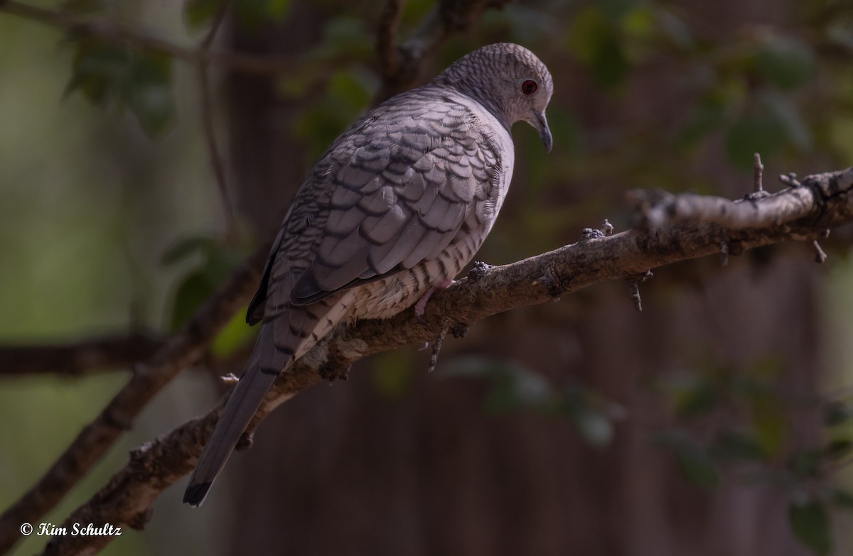 Inca Dove - ML644632012