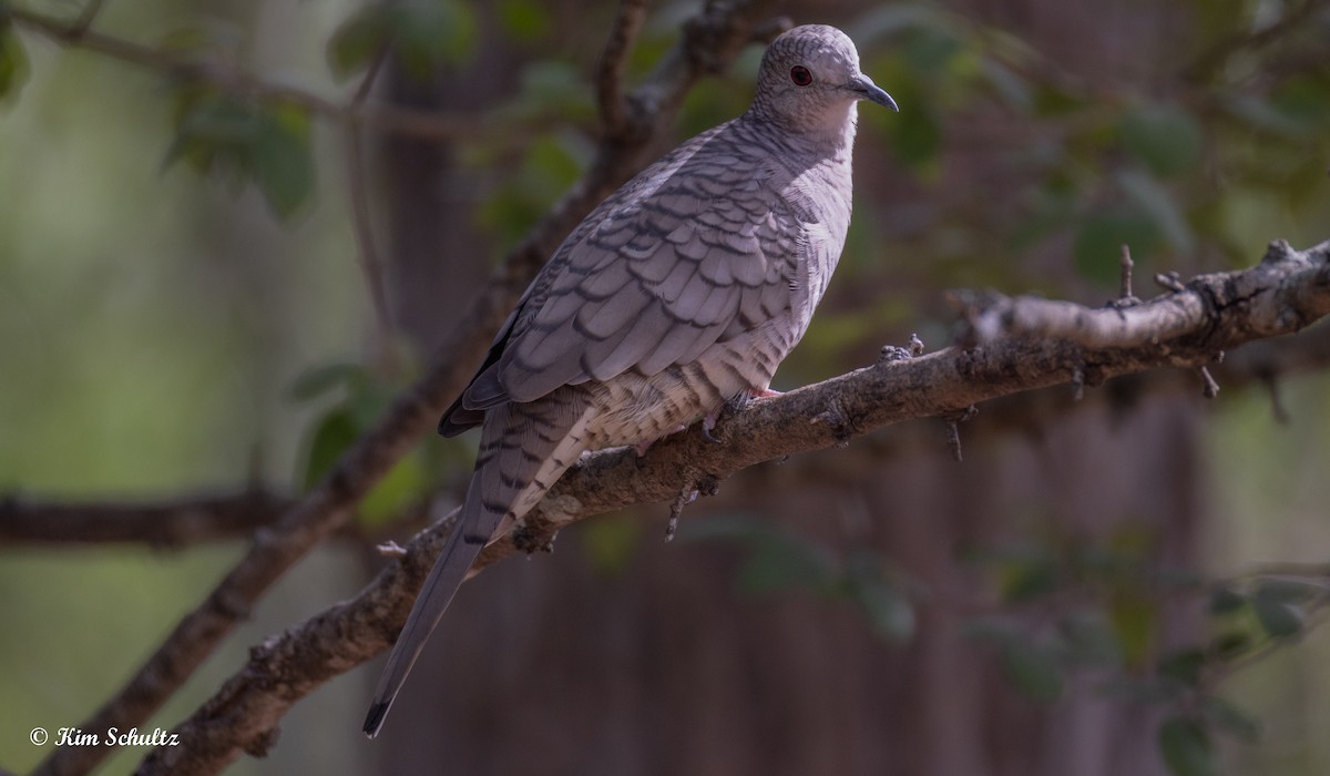 Inca Dove - ML644632014