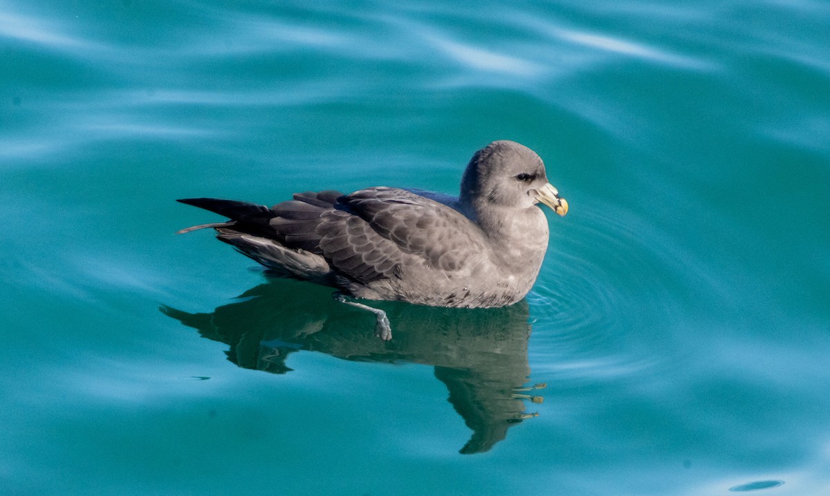 Fulmar boreala - ML644632016