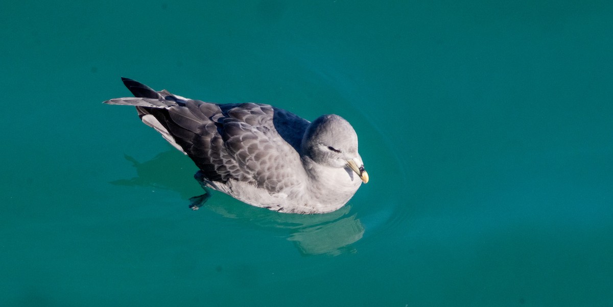 Fulmar boreala - ML644632034