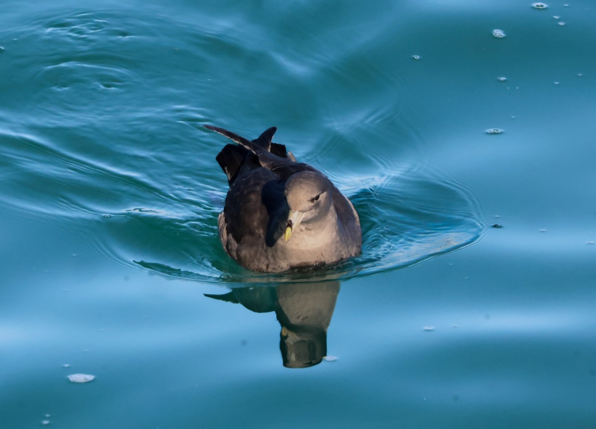 Fulmar boreala - ML644632038