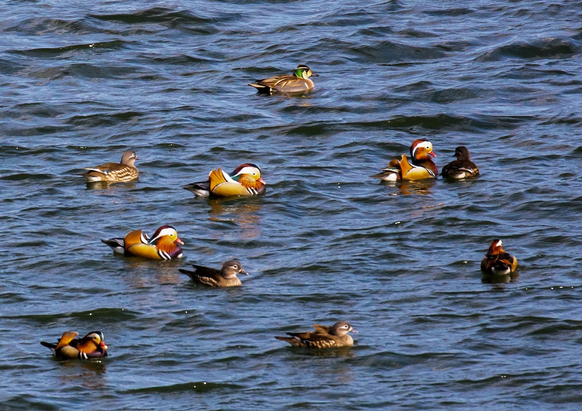 שרשיר סיבירי - ML644632040