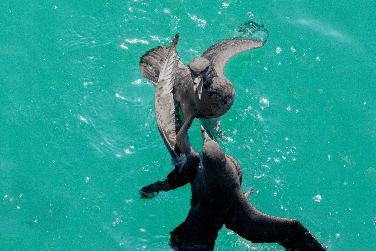 Fulmar boreala - ML644632041