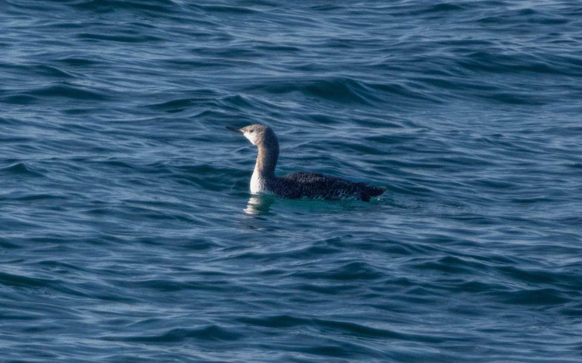 Plongeon catmarin - ML644632045