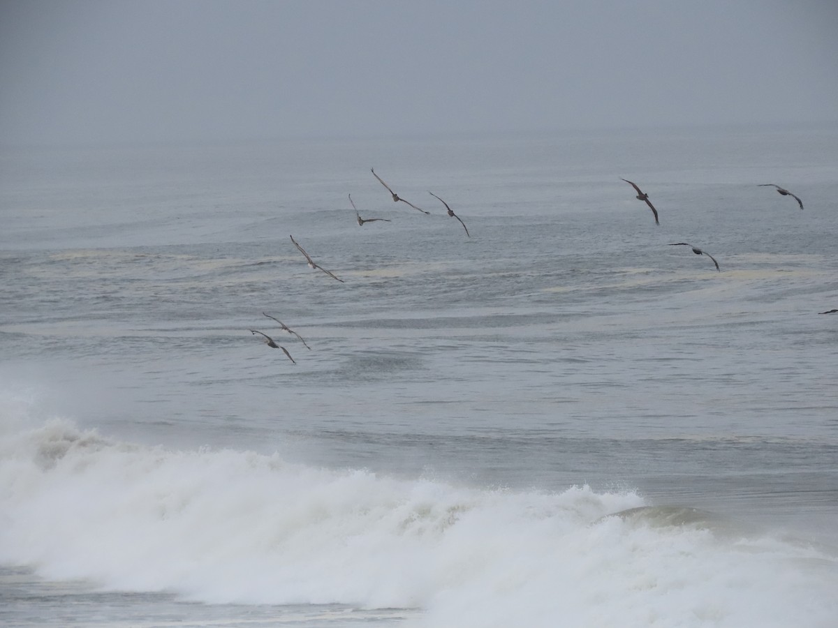 Pélican brun - ML644632047