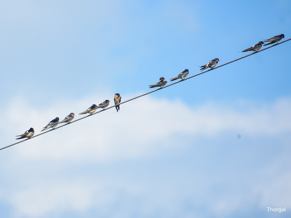 Ластівка сільська - ML644632049