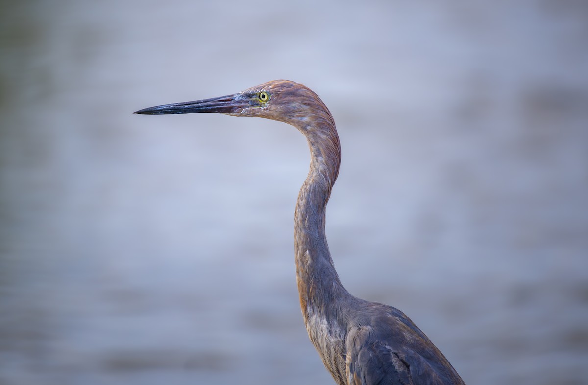 Reddish Egret - ML644632051