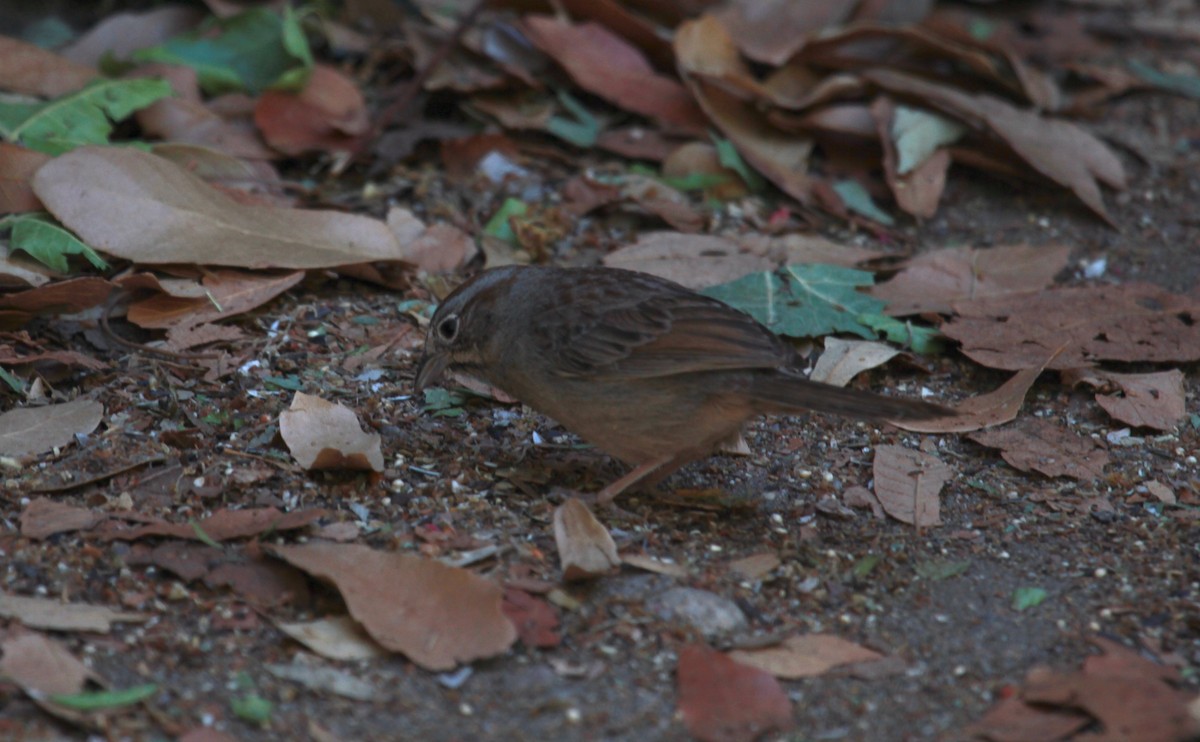 Rufous-crowned Sparrow - ML644632054
