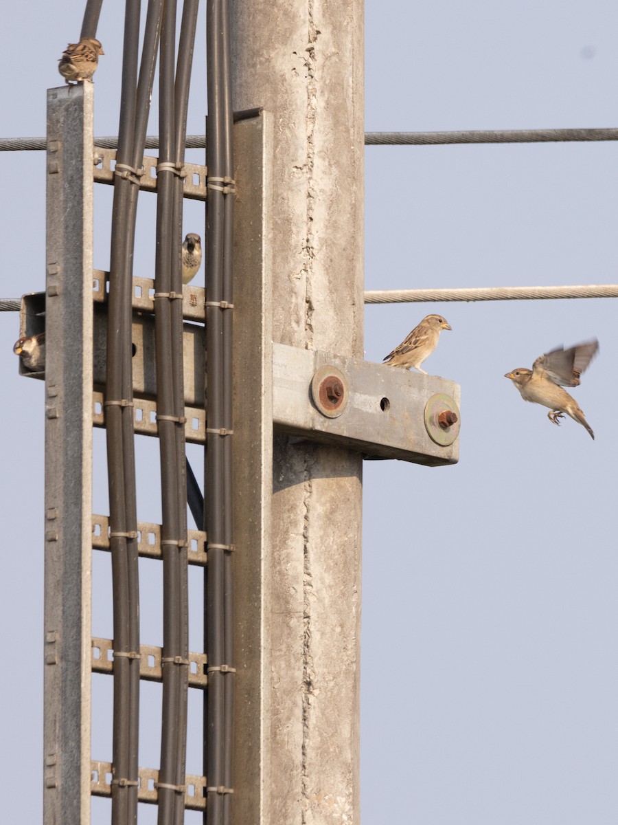 Gorrión Común - ML644632055