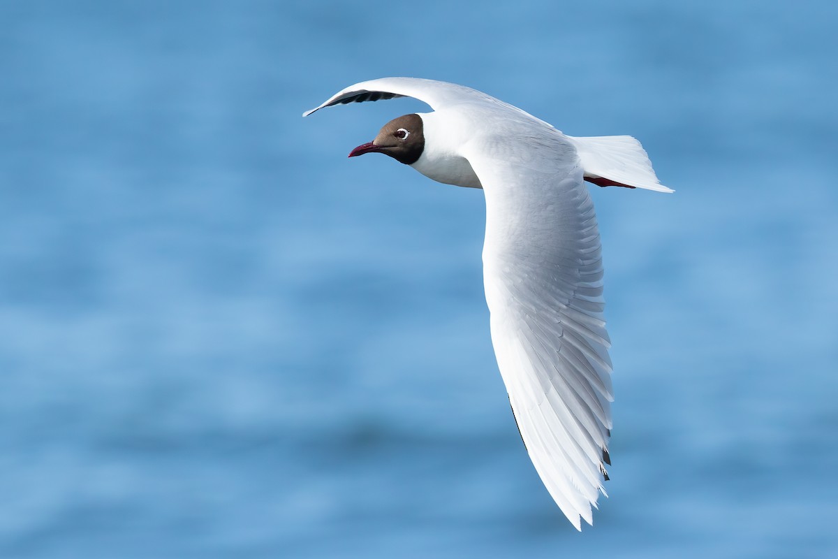 Brown-hooded Gull - ML644632059