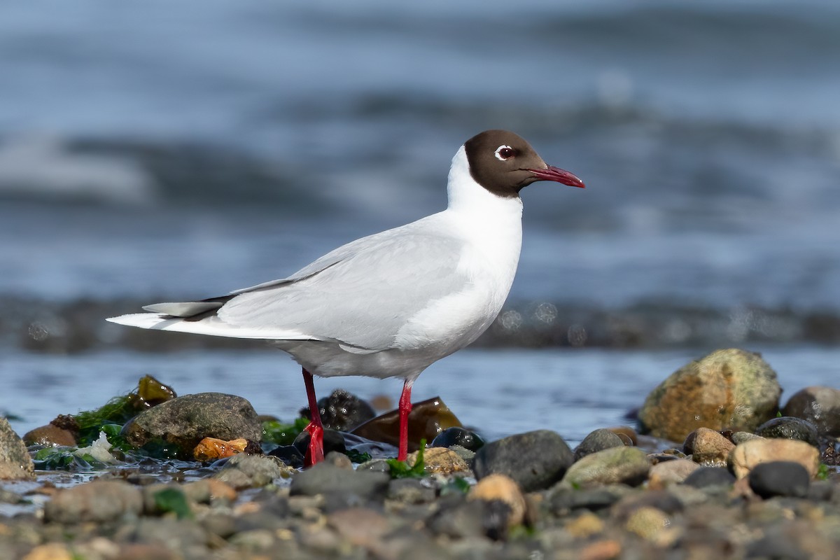 Brown-hooded Gull - ML644632060