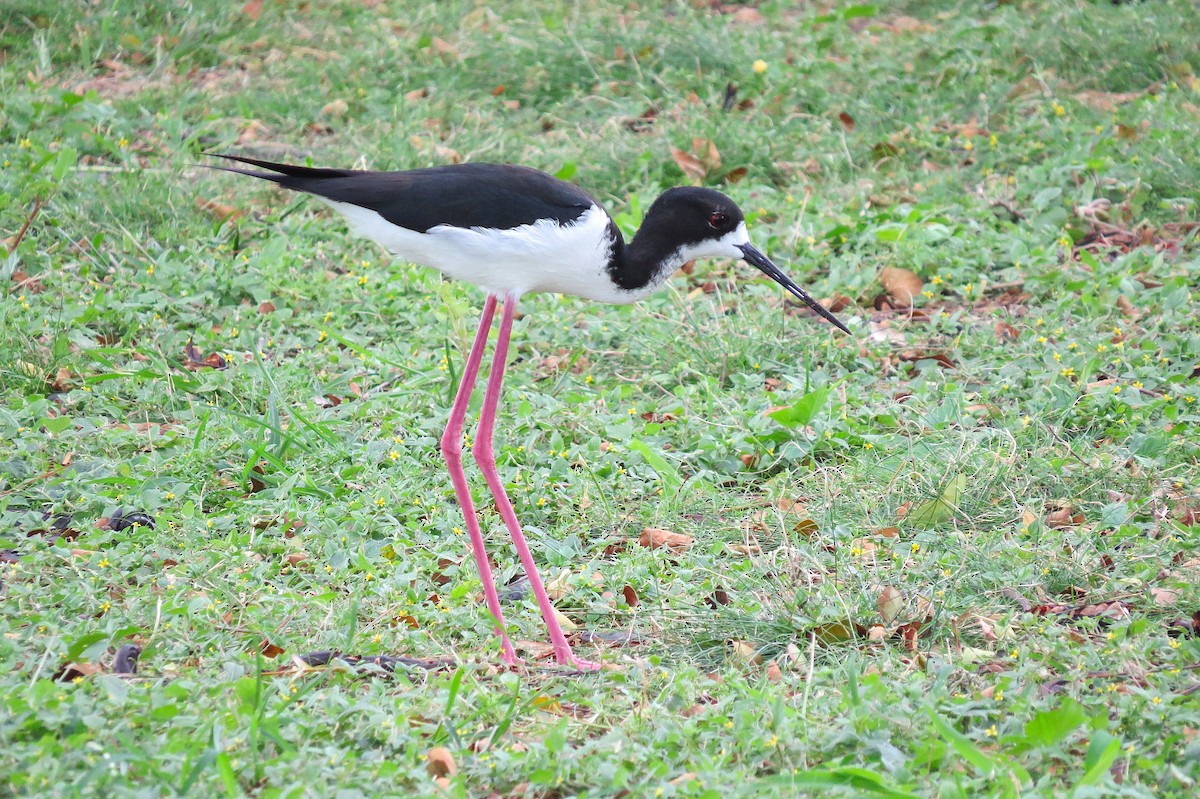 Black-necked Stilt (Hawaiian) - ML644632061