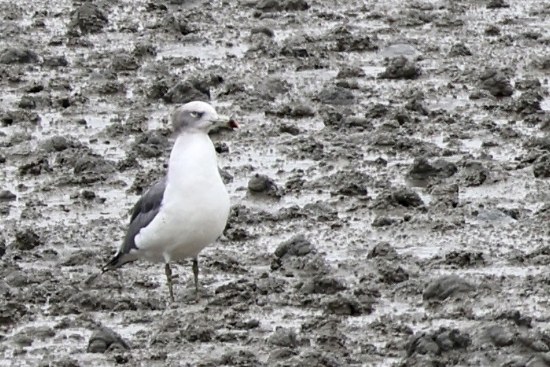 Black-tailed Gull - ML644632063