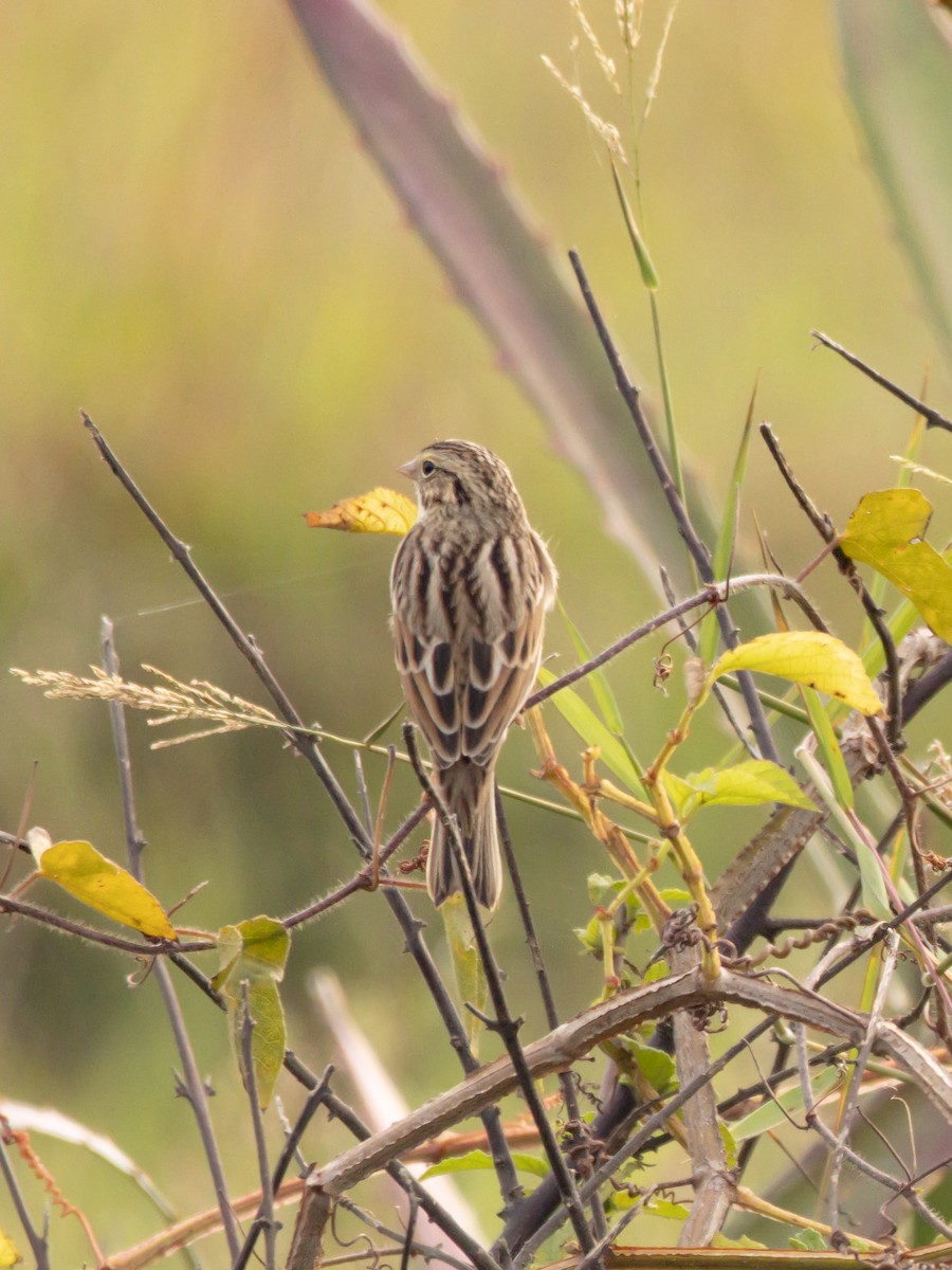 גיבתונית ערבות - ML644632064