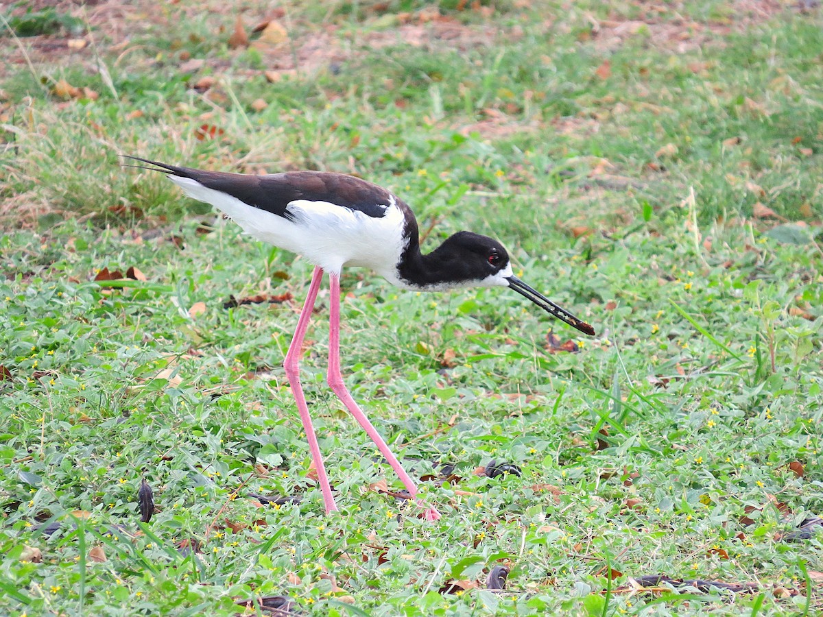 Black-necked Stilt (Hawaiian) - ML644632065