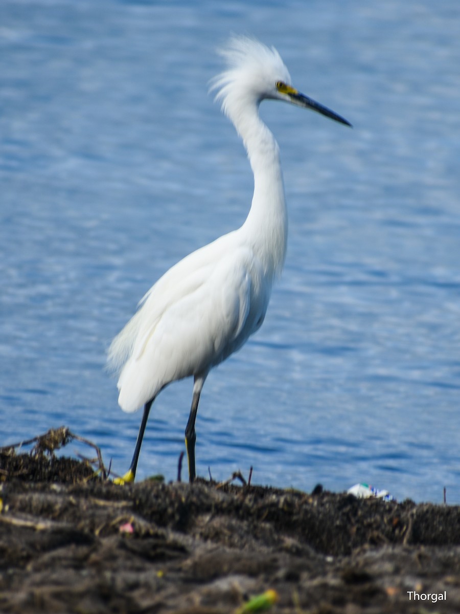 לבנית אמריקנית - ML644632066