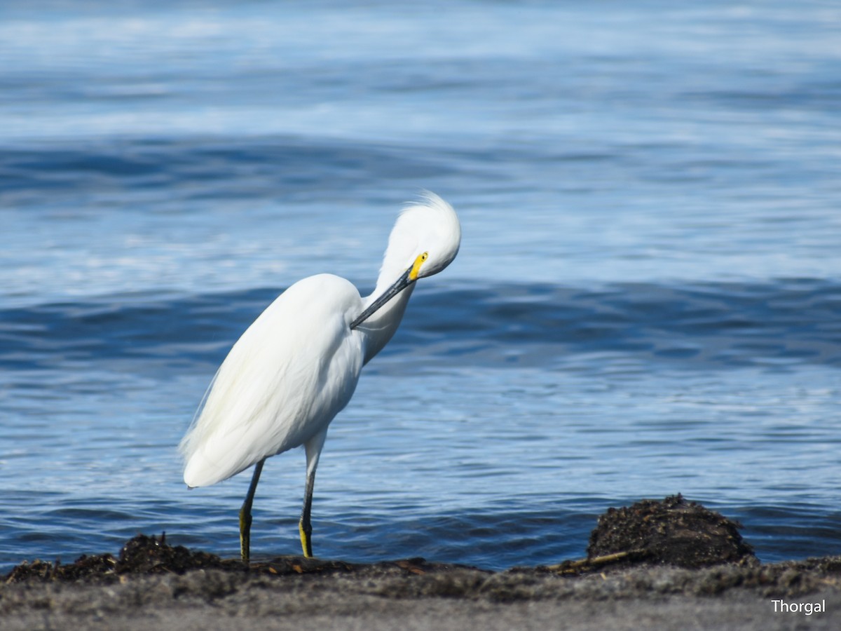 לבנית אמריקנית - ML644632067