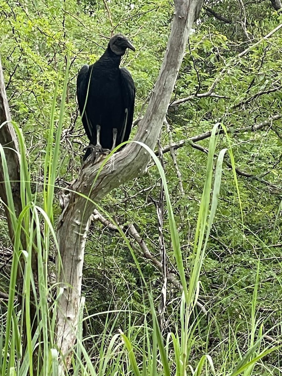 Black Vulture - ML644632069