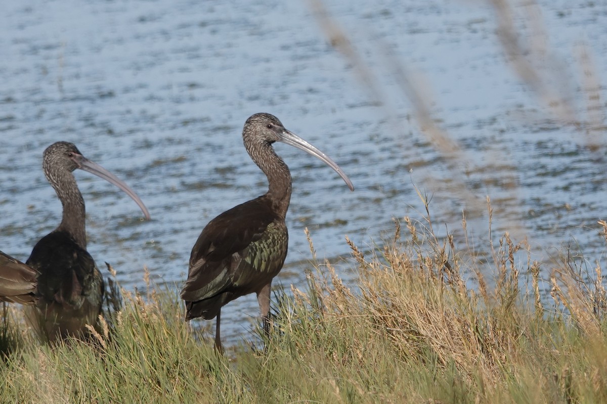 White-faced Ibis - ML644632071