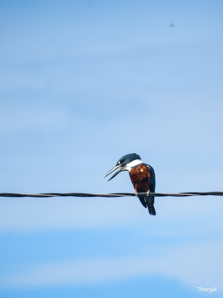 Ringed Kingfisher - ML644632073