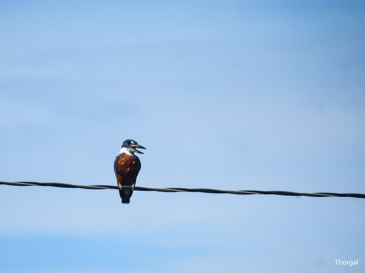 Ringed Kingfisher - ML644632075