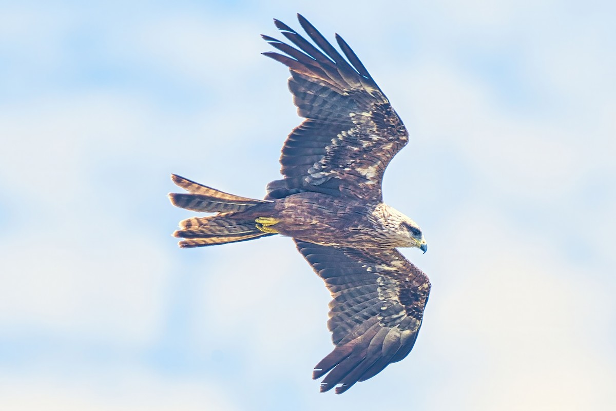 דיה שחורה (מערבית) - ML644632078