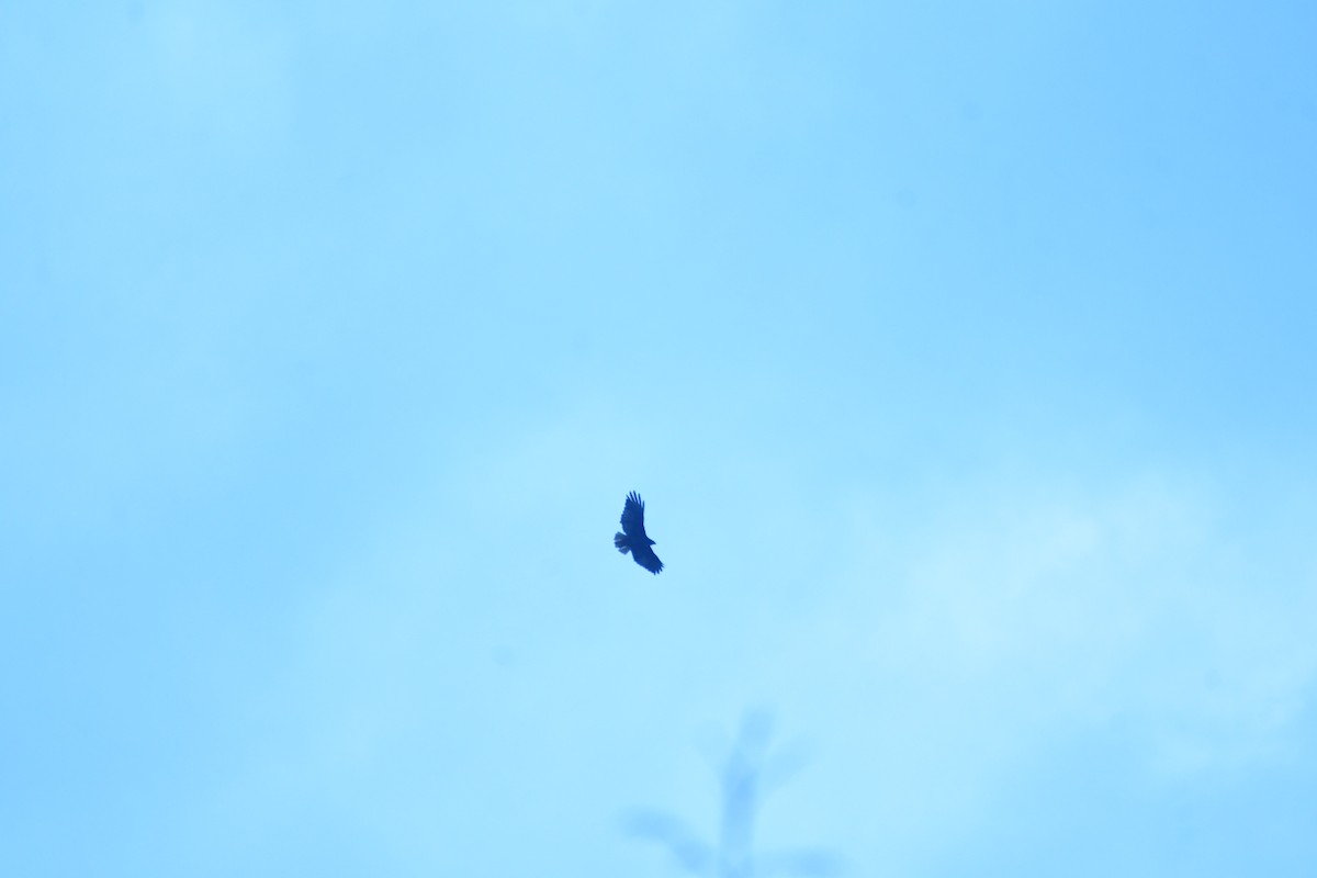 Erroi handia - ML644632079