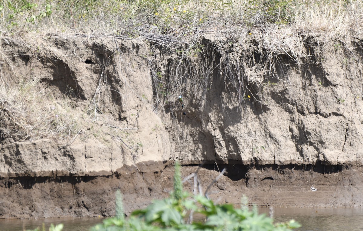 Turquoise-browed Motmot - ML644632081