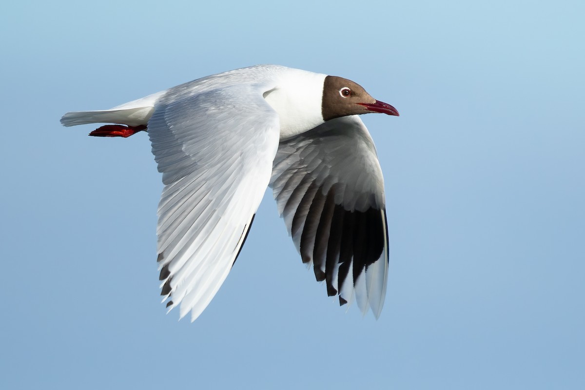 Brown-hooded Gull - ML644632082