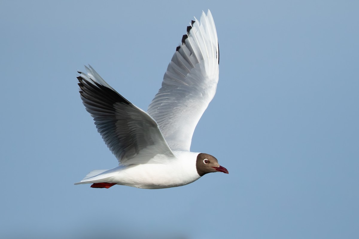 Brown-hooded Gull - ML644632084