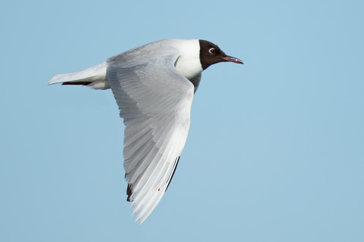 Brown-hooded Gull - ML644632085