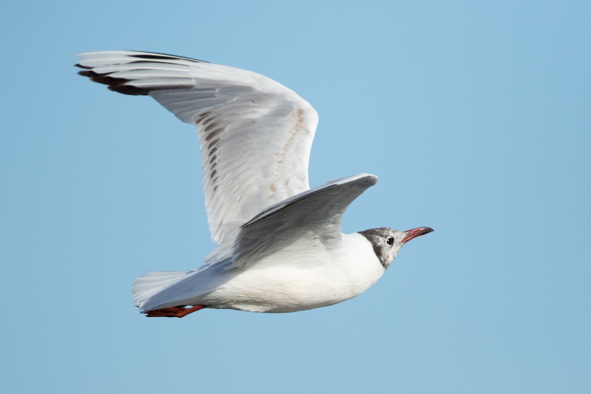 Brown-hooded Gull - ML644632086