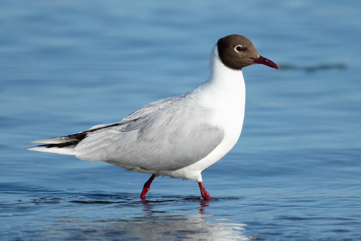 Brown-hooded Gull - ML644632087