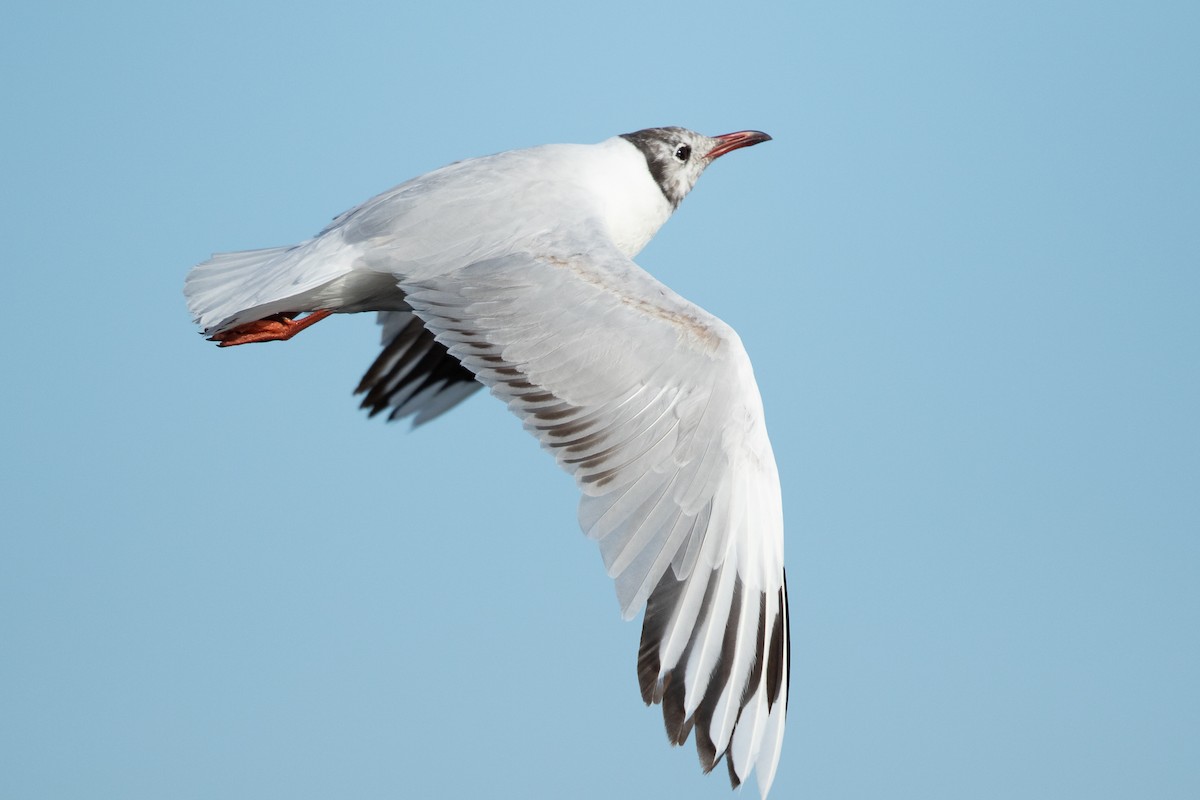 Brown-hooded Gull - ML644632088