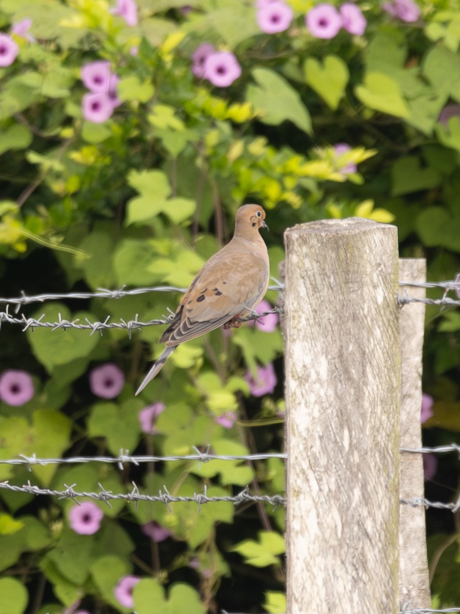 תורית אמריקנית - ML644632091