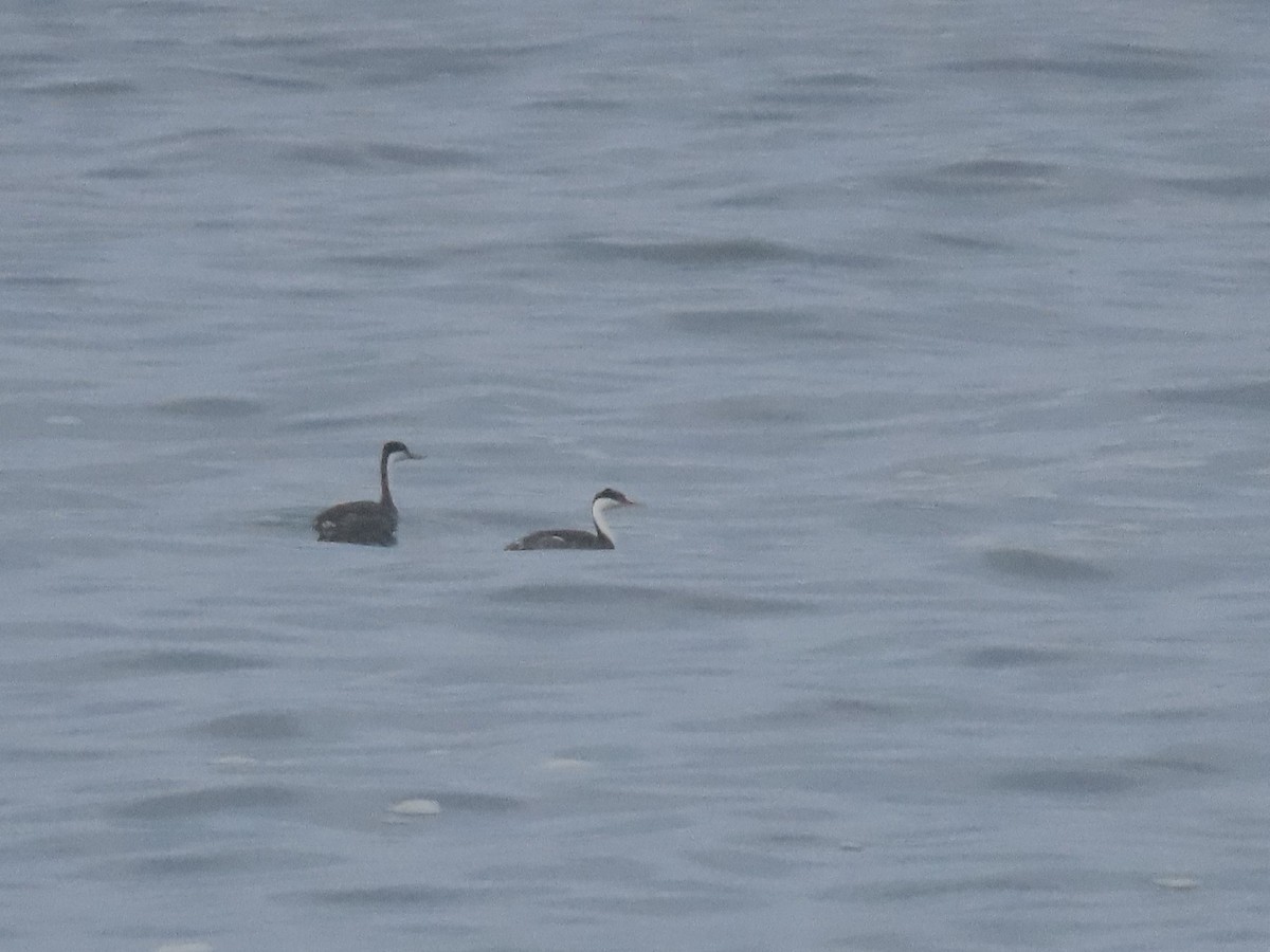 Grèbe élégant - ML644632093