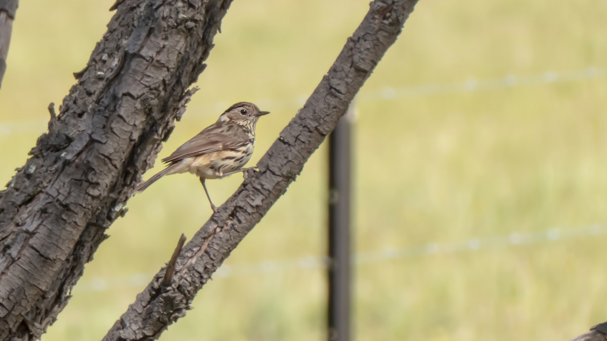 タテフムシクイ - ML644632094