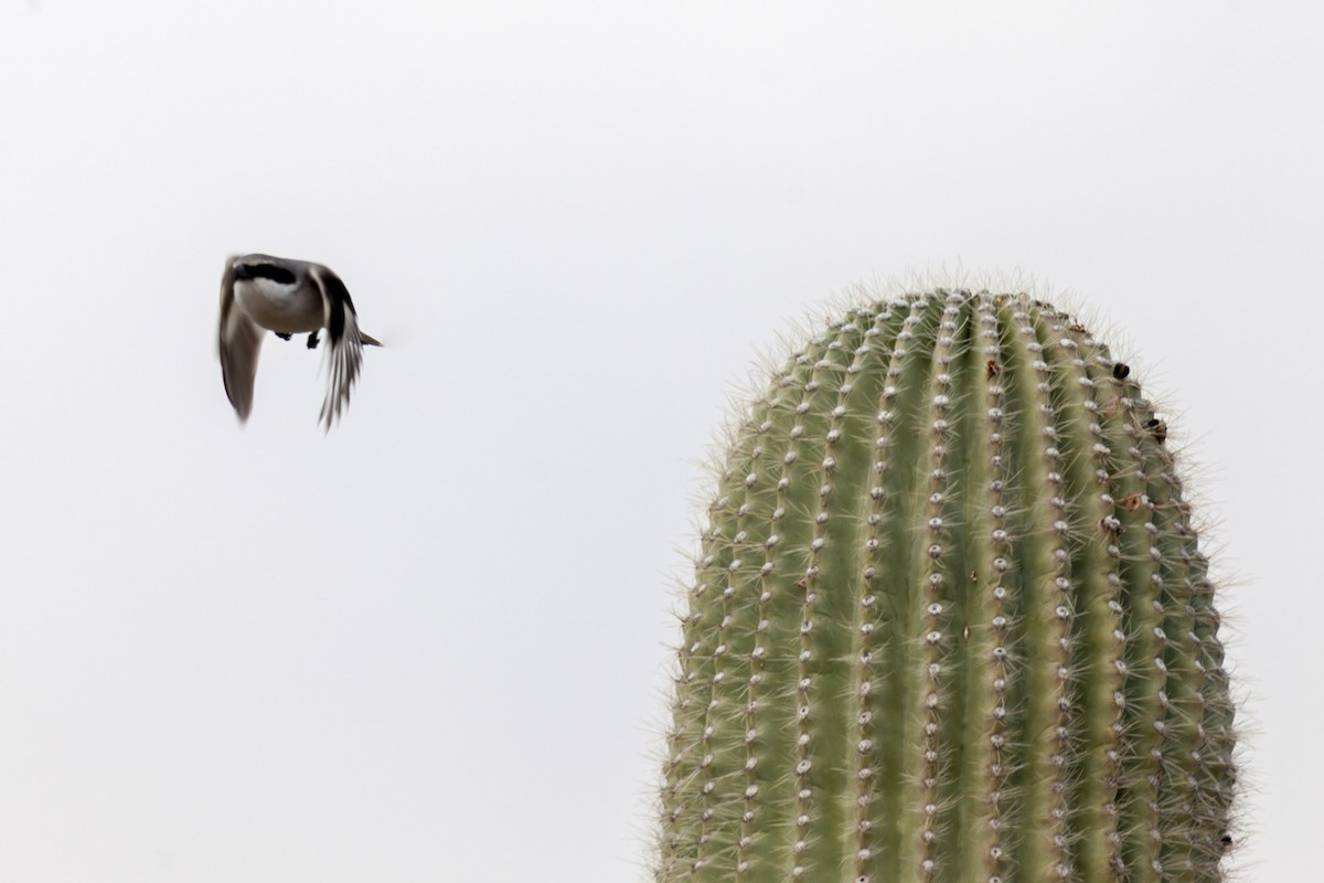 Loggerhead Shrike - ML644632095