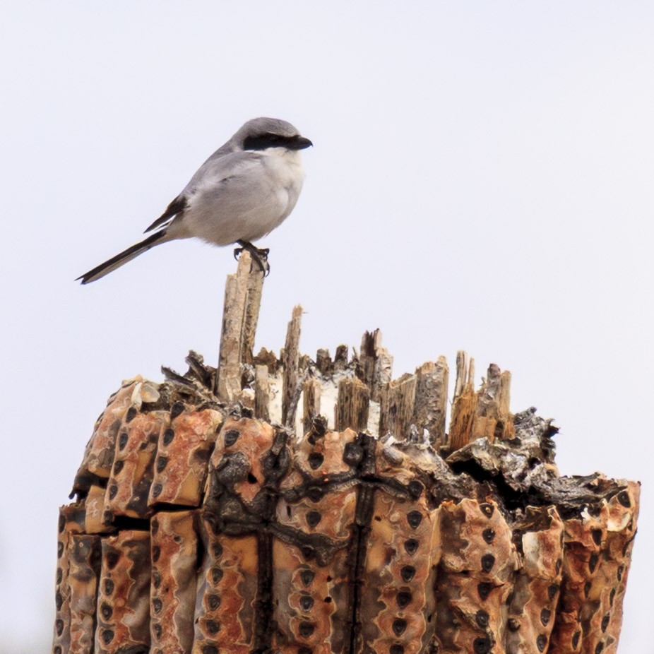 Loggerhead Shrike - ML644632096