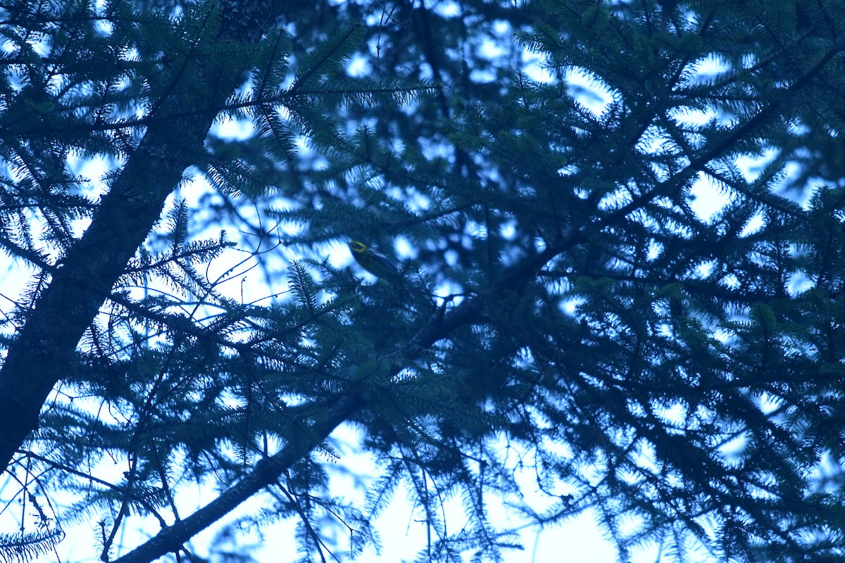 granparula - ML644632097