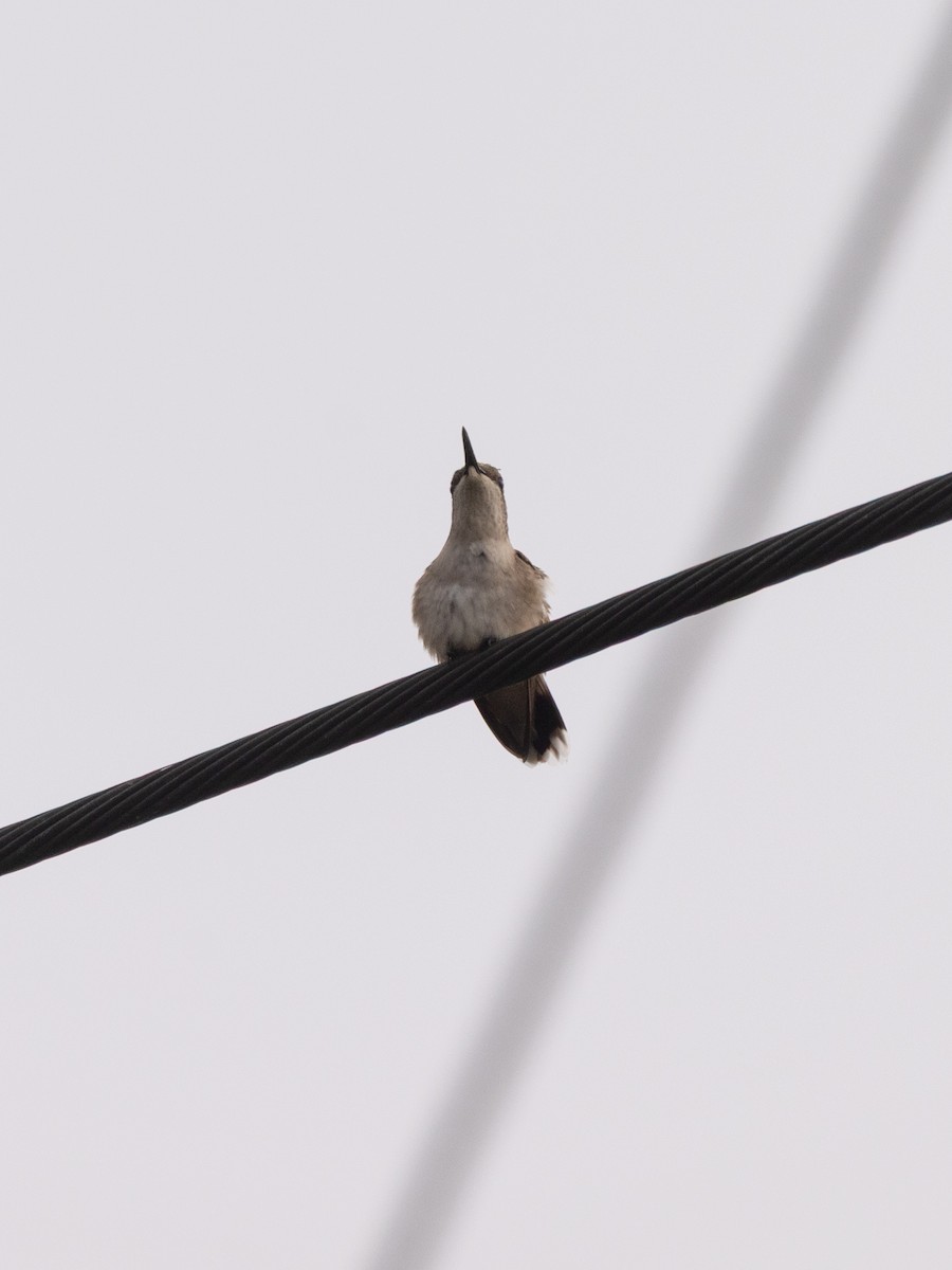 Колібрі рубіновогорлий - ML644632110