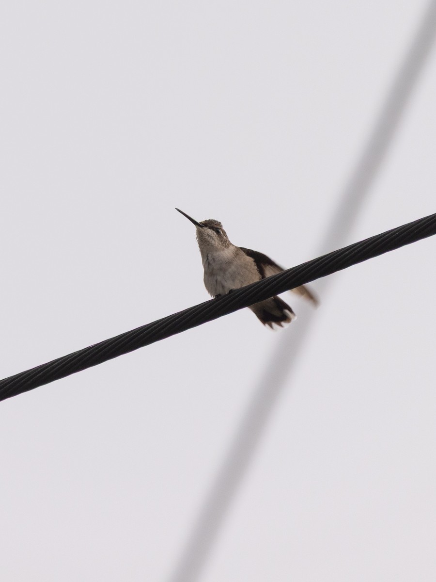 Колібрі рубіновогорлий - ML644632111