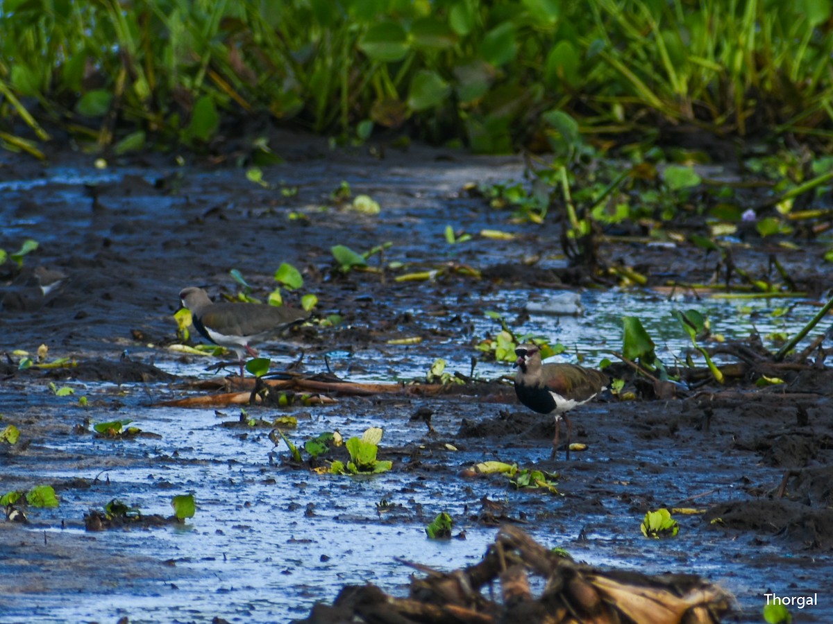 bronsevipe - ML644632113