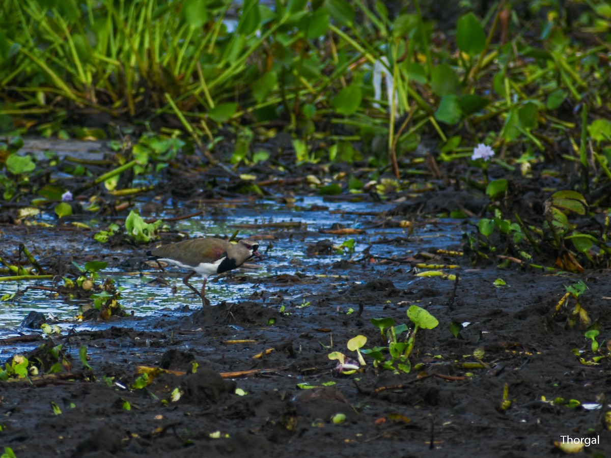 bronsevipe - ML644632114