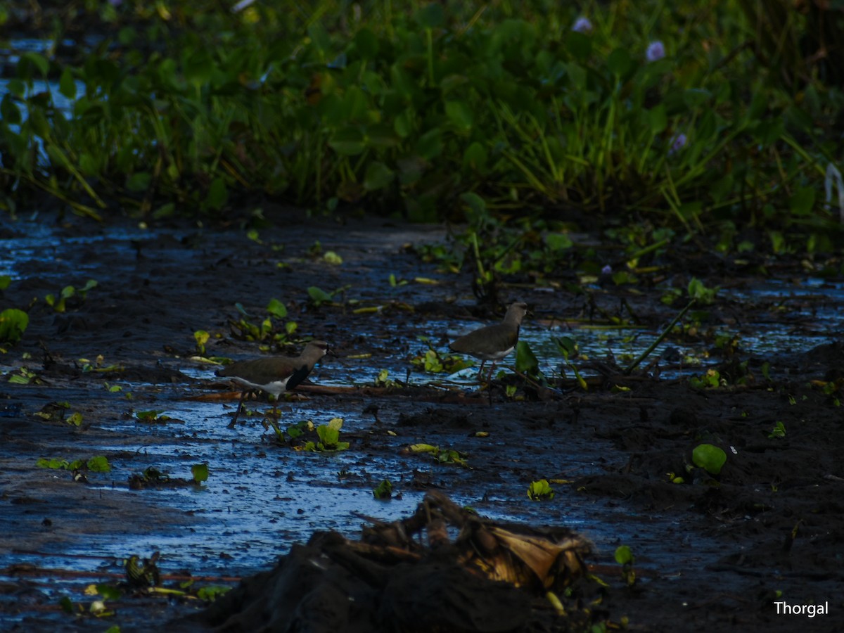 bronsevipe - ML644632115