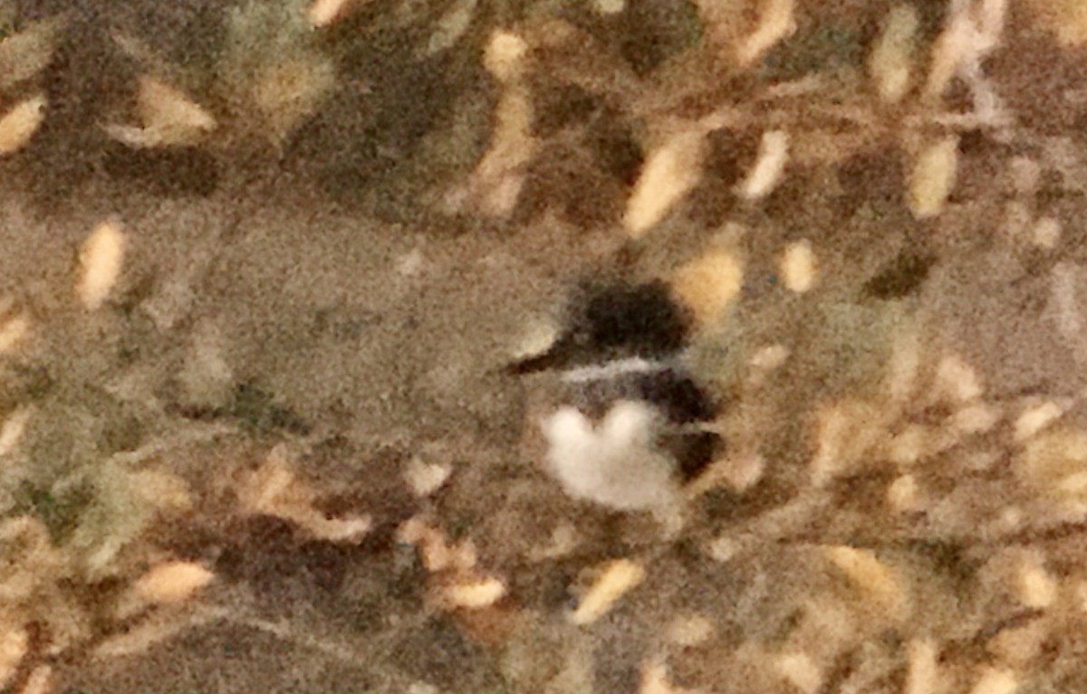 belteisfugl - ML644632118