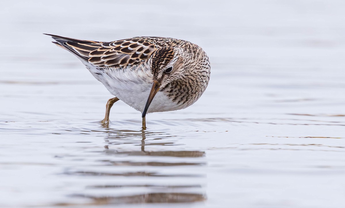 alaskasnipe - ML644632119